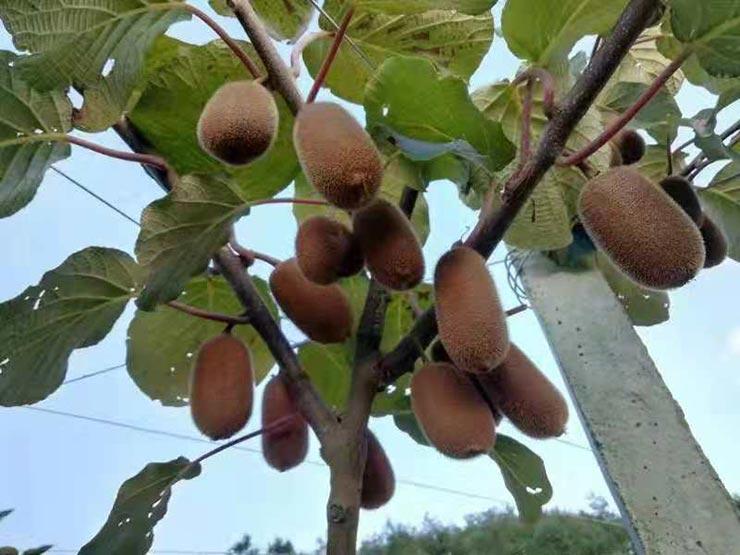 BB电子游戏·(中国)官方官网